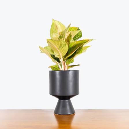 Carbon Pedestal Planter