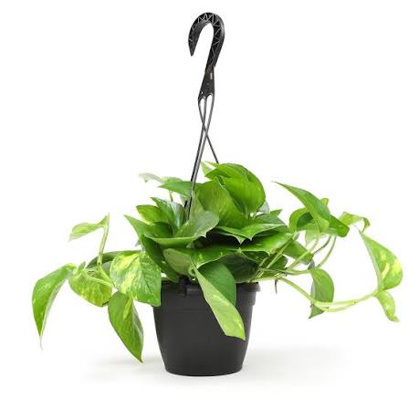 Constellation Hanging Planter