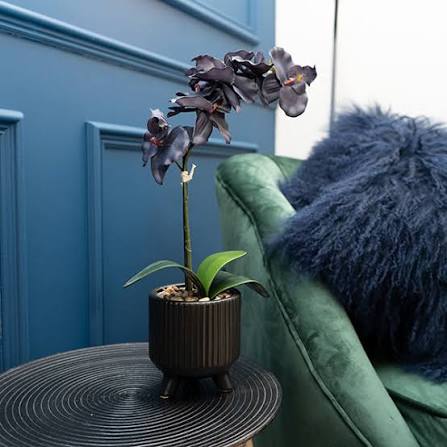 Midnight Orchid Planter